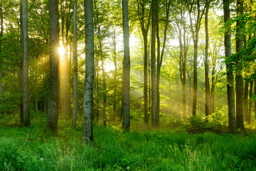 Fototapety  Naturalny las bukowy oświetlony promieniami słońca przez mgłę