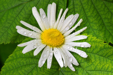 drops, rain, summer, garden, villa, plant, medicinal herbs, advertising, chamomile, flowers