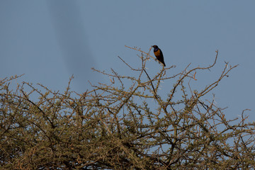 Vogel in der Savanne