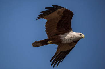 Sea Eagle Close Up