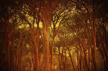 Grunge textured atmospheric and moody trees in a golden forest grove at sunset