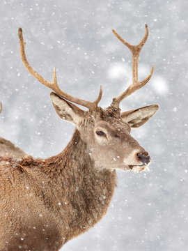 Fototapeta The red deer (Cervus elaphus)