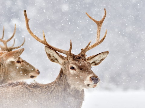 Fototapeta The red deer (Cervus elaphus)