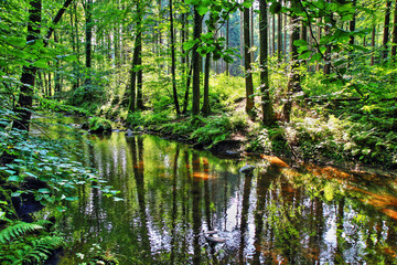 Obraz premium river in the green forest