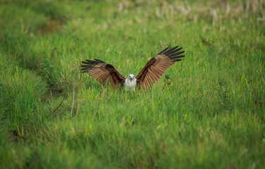 sea eagle in green field