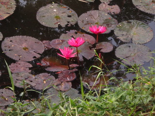 Three lotus flowers