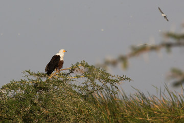 Schreiseeadler - Haliaeetus vocifer