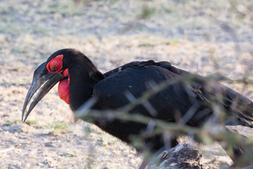 Südlicher Hornrabe (Bucorvus leadbeateri)