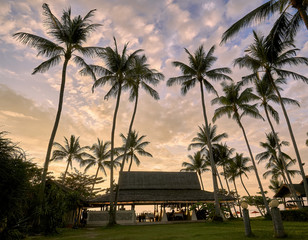 Palm trees on a colourful sunset background 