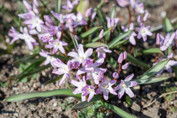 Flowers Chionodoxa luciliae var. Rosea