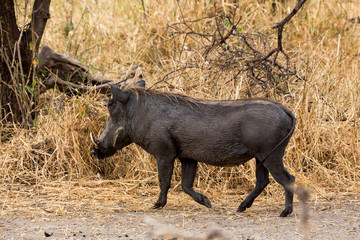 Warzenschwein (Phacochoerus africanus)