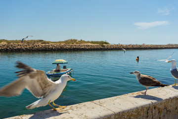 Seagulls on a stone wall at a bay in Lagos, Portugal