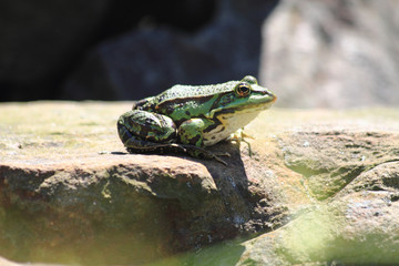 small green frog