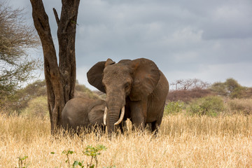 Elefantenmutti mit Kälbchen