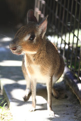 exotic jungle mouse (Dolichotis salinicola)