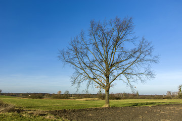 Obraz premium Large tree without leaves against the sky