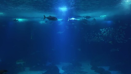 Underwater life of a coral reef. Sharks, rays and other fish. Large aquarium.