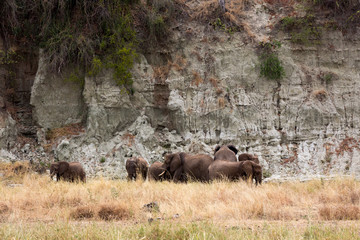 Elefantenherde in der Wildnis