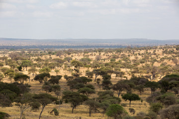 Fototapeta na wymiar Savanne - Serengeti