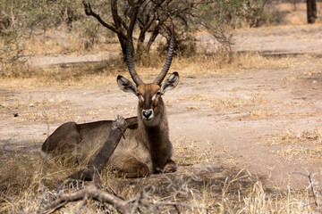 Südlicher Spießbock - Oryx gazella - Afrika