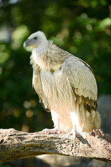 Himalayan griffon vulture