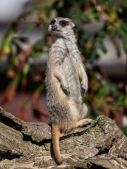 Fototapeta premium Funny meerkat watching