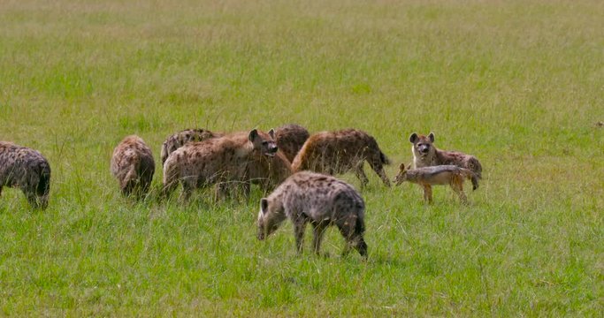 Cackle Of Spotted Hyenas On Kill; Maasai Mara Day 4; Maasai Mara, Kenya, Africa