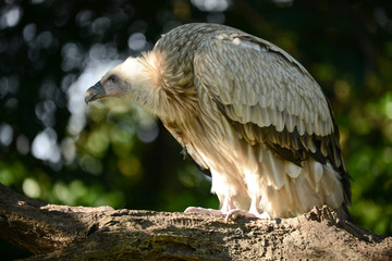Himalayan griffon vulture