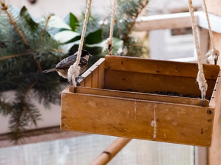 Beautiful small bird in house eating