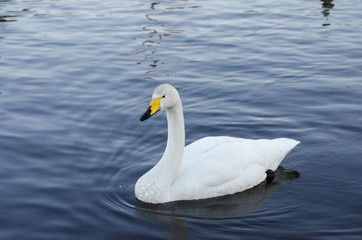 Fototapeta premium 白鳥