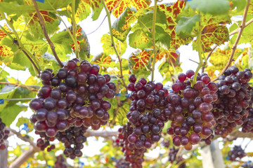 Fresh red grapes vine on plant and summer sun light.