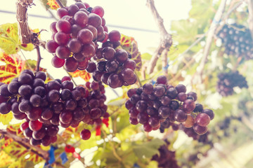 Blurred for background.Fresh red grapes vine on plant and summer sun light.