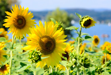 Obraz premium Landschaft im Sommer: Sonnenblumenfeld mit Regenbogen am Bodensee an einem warmen, schönen Sommertag :)