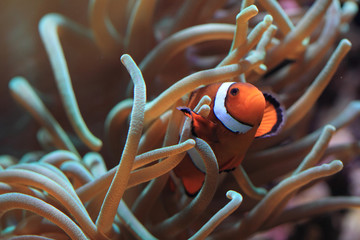 clown nemo fish