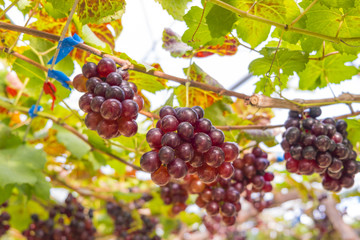 Fresh red grapes vine on plant and summer sun light.