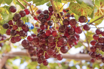 Fresh red grapes vine on plant and summer sun light.