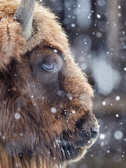 European bison (Bison bonasus) in natural habitat in winter - obrazy, fototapety, plakaty