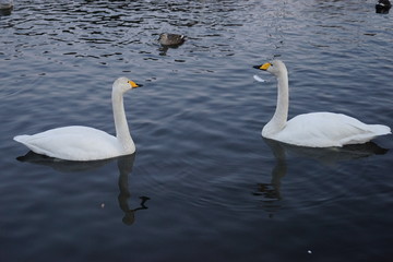 Fototapeta premium 白鳥