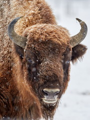 European bison (Bison bonasus) in natural habitat in winter