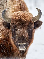 Foto op Plexiglas Europese bizon (Bison bonasus) in natuurlijke habitat in de winter © bereta