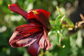 Rote Lilie (Lilium) im Sonnenlicht © summersum