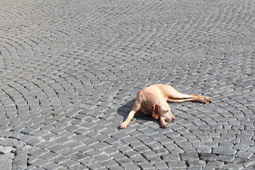 Dog sleeping on pavement in the sun. Rome, Italy.