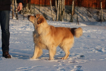 A young man training his dog golden retriever.
