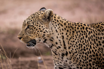Portrait einer wilden Leopardin