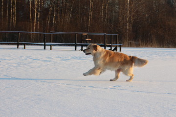 Golden Retriever  is running. Winter. 
