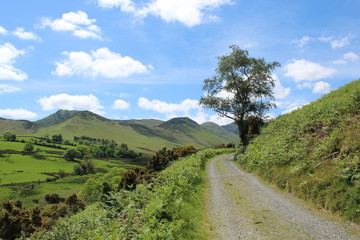 Fototapeta na wymiar Path leading into the hills with ferns and a tree. Lake District, UK.