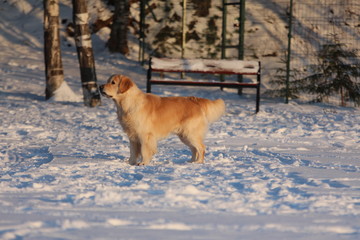 Golden Retriever  is standing. Winter. 
