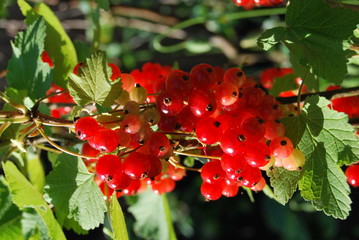 Rote Johannisbeeren (Ribes) - Hochstämmchen