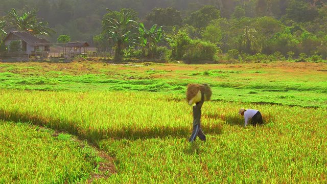 Harvesting Rice From Fields; Langogan To Port Barton; Roxas, Palawan & Philippines