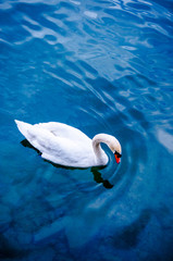 White swan on the lake -  blue water with a swan